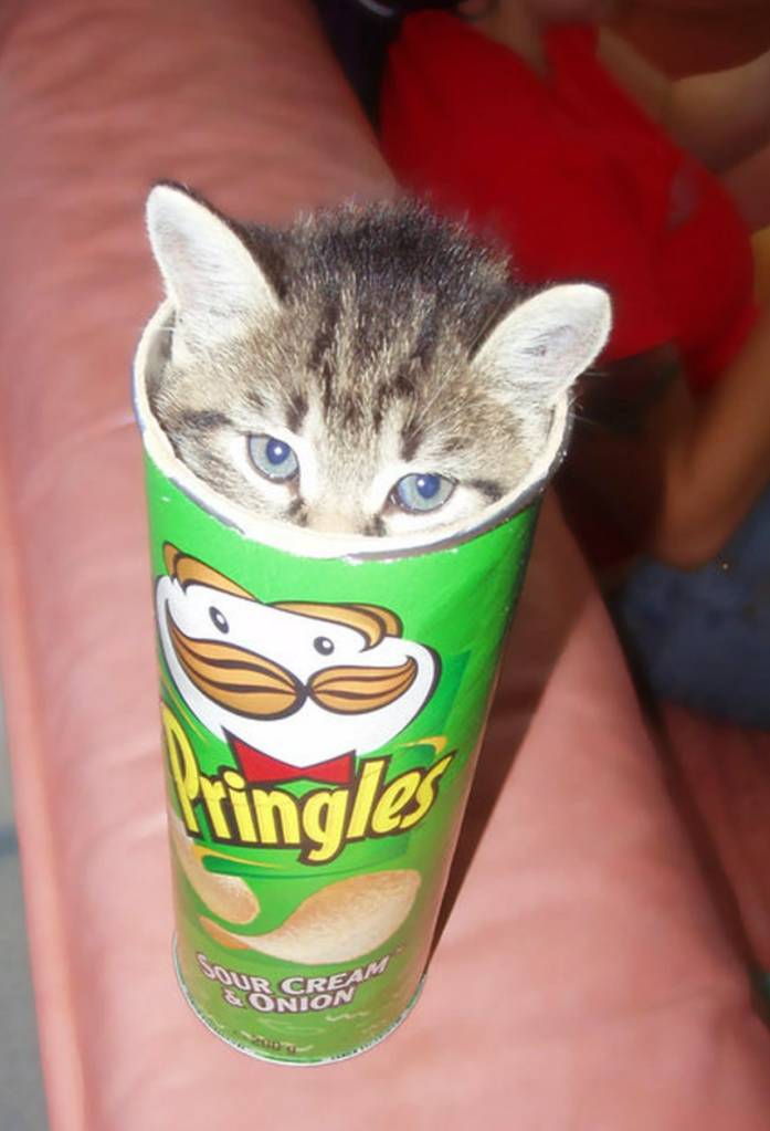 Kitten Pringles